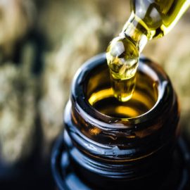 CBD hemp oil in a droplet with buds